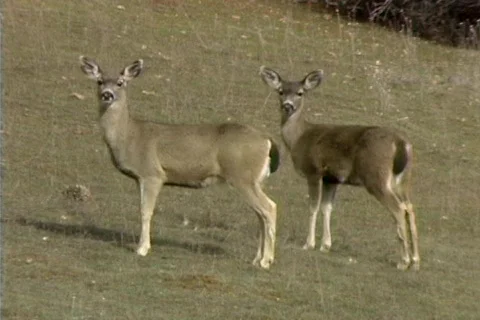 Deer 03 Stock Footage 492010