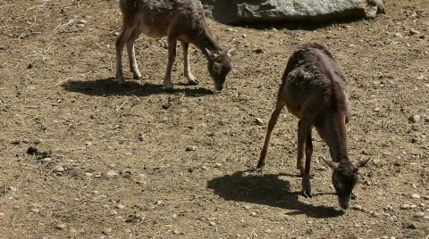 Deer 03 Stock Footage 494243