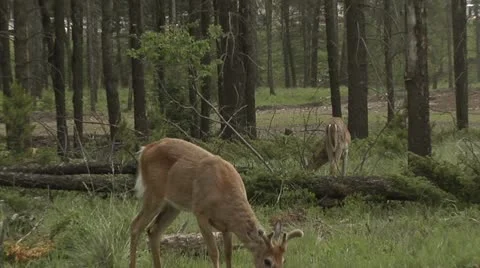 Deer 03 Stock Footage 10887646