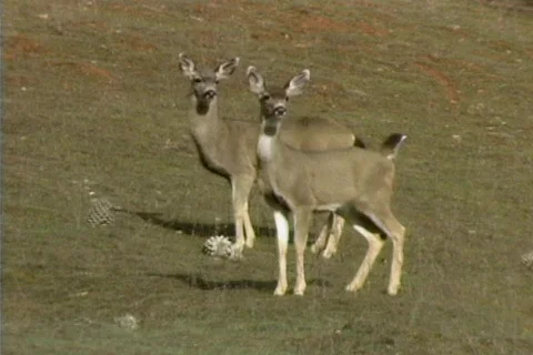 Deer 04 Stock Footage 492011
