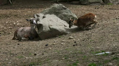 Deer 04 Stock Footage 494956