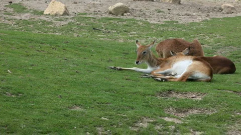 Deer 05 Stock Footage 494967