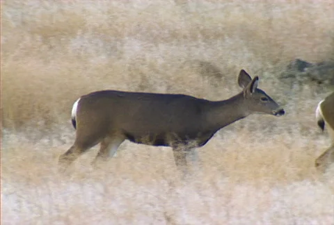Deer 05 Stock Footage 505229