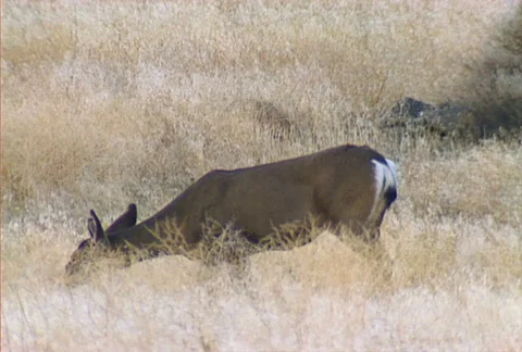 Deer 06 Stock Footage 505243