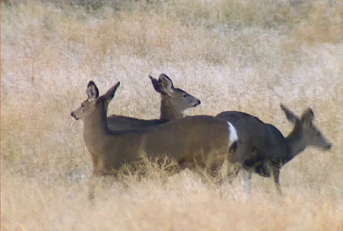 Deer 07 Video stock 505242