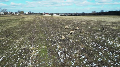 Deer (1) Stock Footage 237027697