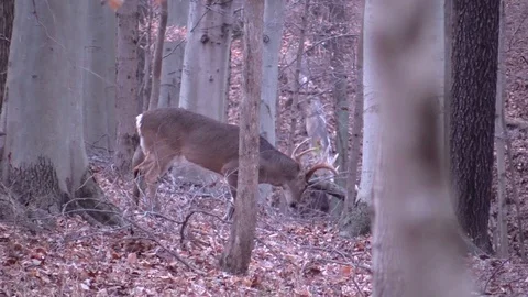 Deer 10 point buck in early morning forest looking around Video stock 103121257