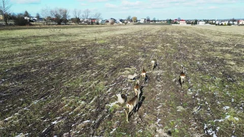 Deer (2) Stock Footage 237018461