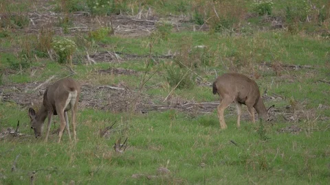 Deer 2 Shot Medium 스톡 동영상 97605596