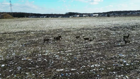 Deer (3) Stock Footage 237018534