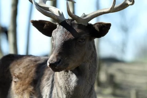 Deer (3) Foto stock