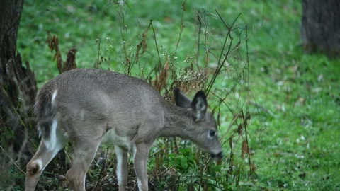 Deer 3160 Stock Footage 294103053