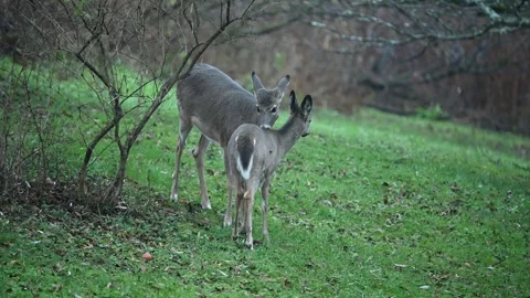 Deer 3164 Stock Footage 294103110