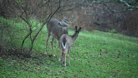 Deer 3165 Stock Footage 294103133