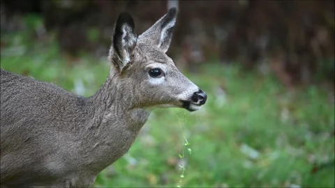 Deer 3169 Stock Footage 294105712