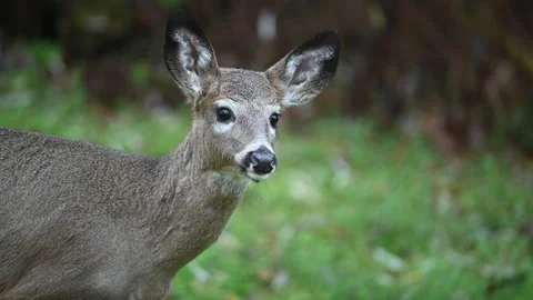 Deer 3170 Stock Footage 294103169