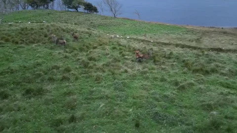 Deer 360 Stock Footage 253997086