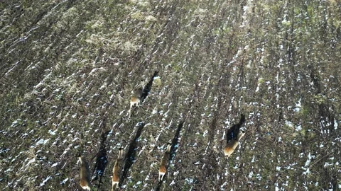 Deer (4) Stock Footage 237018599