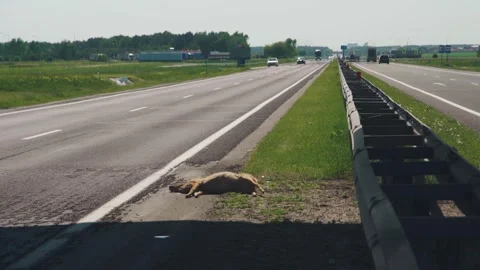 Deer accident scene, Carcass on road side, Stranded deer near highway safety Stock Footage 323799488