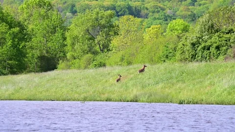 Deer after crossing the river runing in lush spring grass, isolated subject.. Stock Footage 310176017