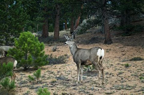 Deer after the Forest Fire Stock Photos
