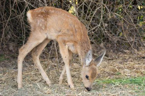 Deer against the background of branches Stock Photos