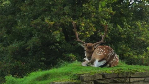 Deer against the background of nature. 4K Video Stock Footage 251907551