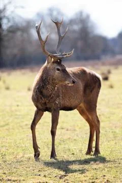 Deer in alert Stock Photos