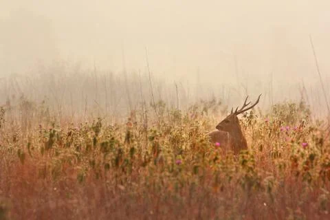 Deer alert Stock Photos
