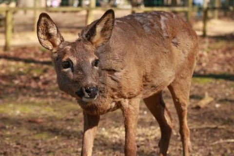 Deer On Alert Stock Photos