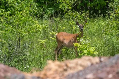 Deer on alert on a treeline 库存照片