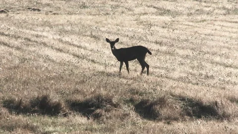 Deer Alerted While Grazing In Meadow Stock Footage 289129170