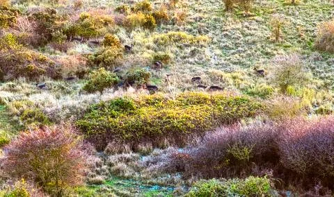 Deer almost hidden in the landscape Stock Photos