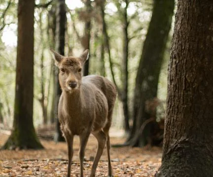 Deer alone in the forest Stock Photos