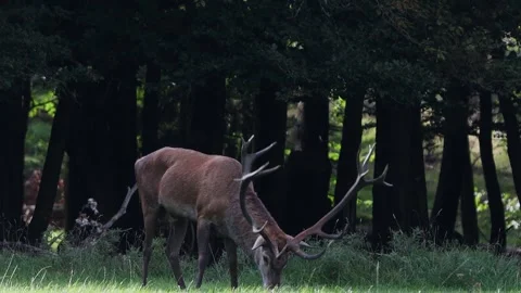 A deer alone in the forest video Stock Footage 250566133