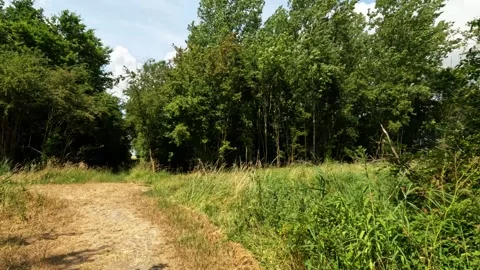 Deer along the road. Vídeos de archivo 255273155