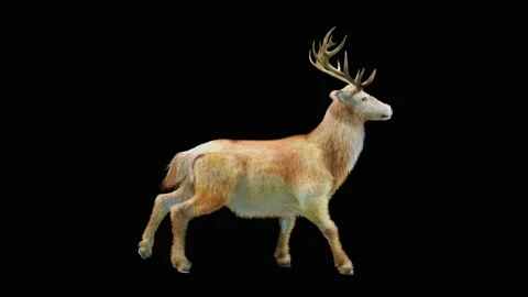 Deer, with Alpha matte. Stock Footage 138736624