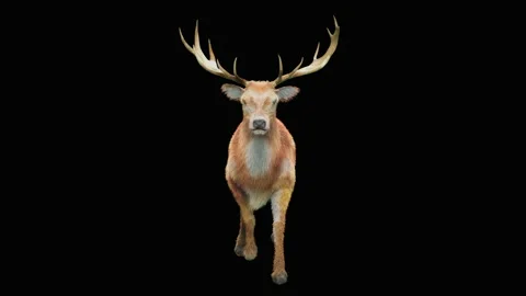 Deer, with Alpha matte. Stock Footage 138737102