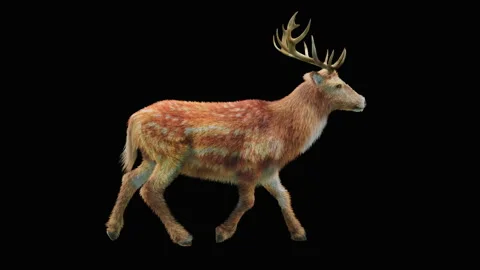 Deer, with Alpha matte. Stock Footage 138737111