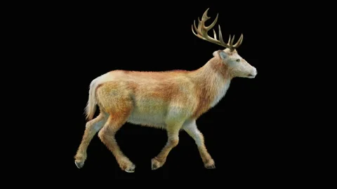 Deer, with Alpha matte. Stock Footage 138737128