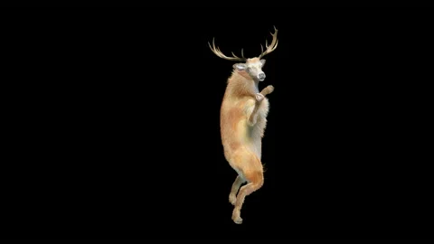 Deer, with Alpha matte. Stock Footage 138738354