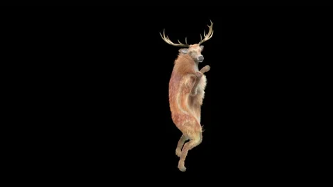 Deer, with Alpha matte. Stock Footage 138738471