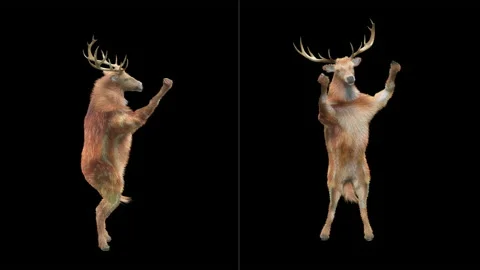 Deer, with Alpha matte. Stock Footage 138738535