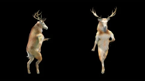 Deer, with Alpha matte. Stock Footage 138739493