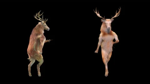 Deer, with Alpha matte. Stock Footage 138739555