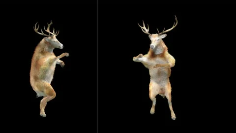 Deer, with Alpha matte. Stock Footage 138739950