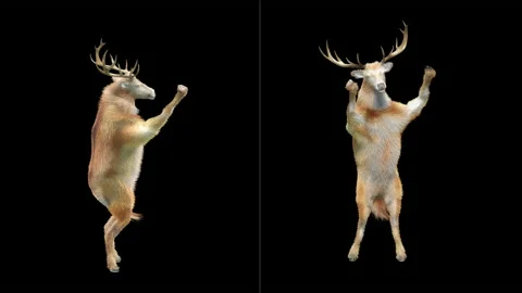 Deer, with Alpha matte. Stock Footage 138740504