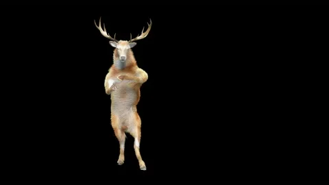 Deer, with Alpha matte. Stockbeeldmateriaal 166170611