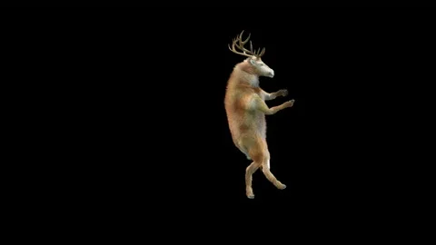 Deer, with Alpha matte. Video stock 166171129