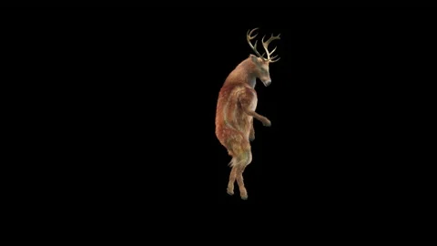 Deer, with Alpha matte. 库存影片 166189083